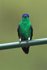 Saucerottia cyanifrons