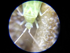 Malacocoris chlorizans