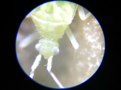 Malacocoris chlorizans