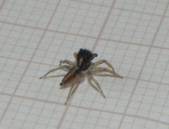 Maeota dorsalis