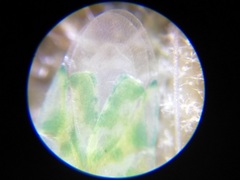 Malacocoris chlorizans