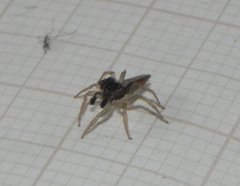 Maeota dorsalis