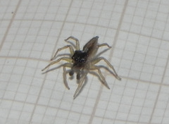 Maeota dorsalis