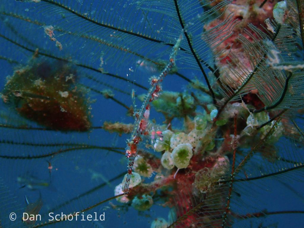 Ghost Pipefish