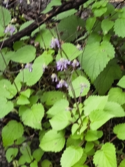 Coleus strobilifer, photograph (c) Raja Sekhar Chimirala, some rights reserved (CC BY)