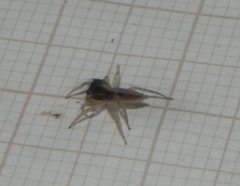 Maeota dorsalis