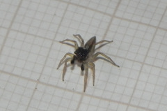 Maeota dorsalis