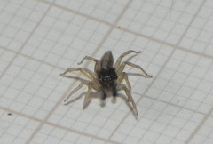 Maeota dorsalis