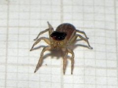 Maeota dorsalis
