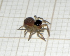 Maeota dorsalis
