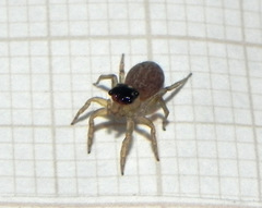 Maeota dorsalis
