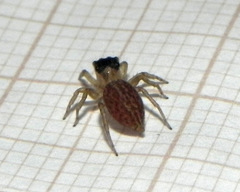 Maeota dorsalis