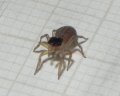 Maeota dorsalis