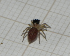 Maeota dorsalis