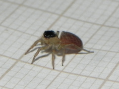 Maeota dorsalis