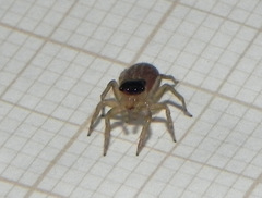 Maeota dorsalis