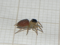 Maeota dorsalis