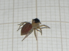 Maeota dorsalis