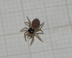 Maeota dorsalis