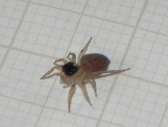 Maeota dorsalis