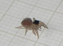 Maeota dorsalis