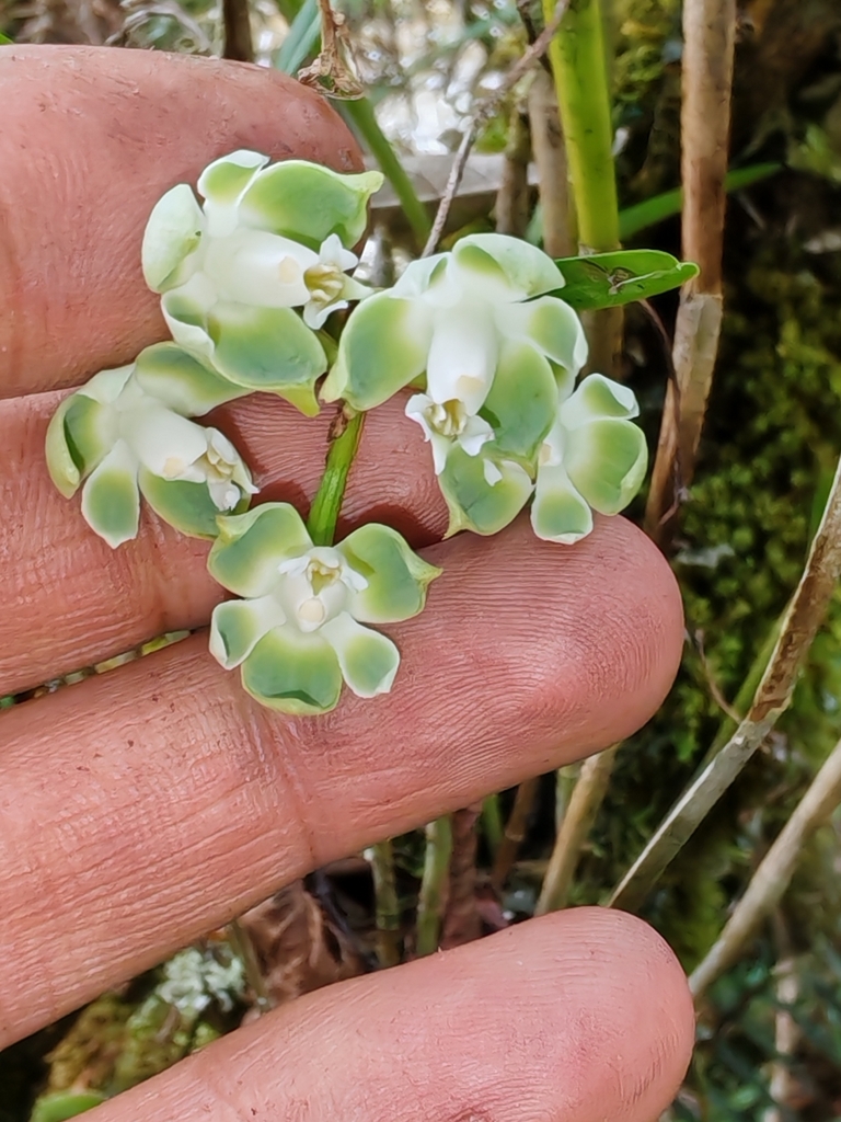 Epidendrum pteroglottis Schltr.