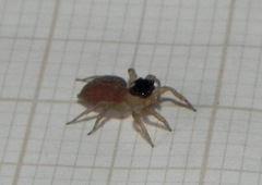 Maeota dorsalis