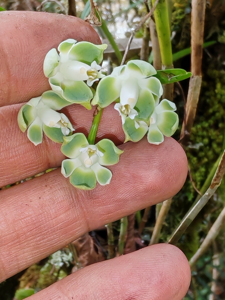 Epidendrum pteroglottis Schltr. 2