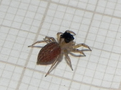 Maeota dorsalis