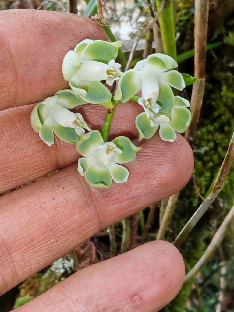 Epidendrum pteroglottis Schltr. 3