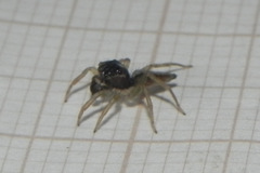 Maeota dorsalis