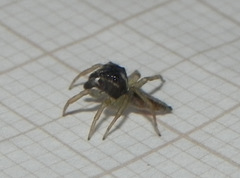 Maeota dorsalis