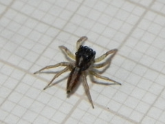 Maeota dorsalis