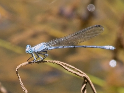 Common Riverjack