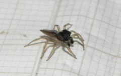 Maeota dorsalis