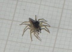 Maeota dorsalis