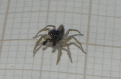 Maeota dorsalis