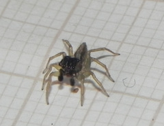 Maeota dorsalis