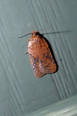 Acleris semiannula