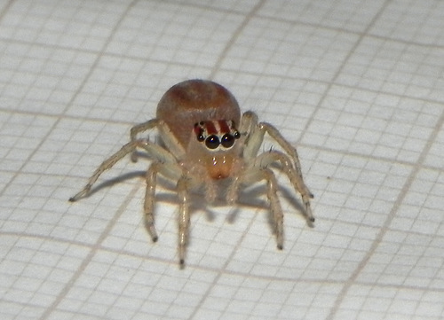 Chira simoni