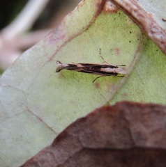 Erechthias chasmatias