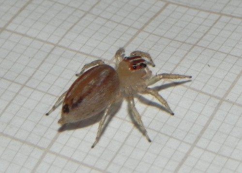 Chira simoni