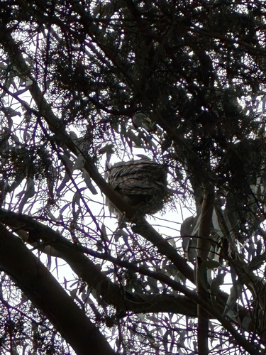 View observation of {o.common_name} on iNaturalist
