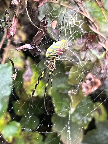 Joro Spider