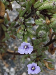 Nolana onoana