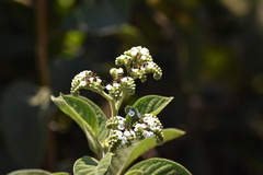 Tournefortia pubescens