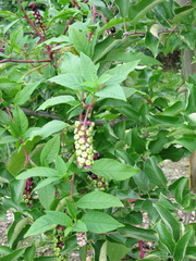 Phytolacca americana