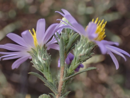 Fendler's Aster (Symphyotrichum fendleri)