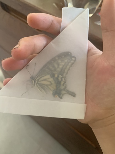 Chinese Yellow Swallowtail
