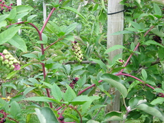 Phytolacca americana